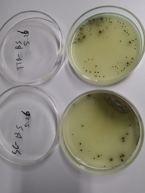 沙門氏菌生化鑒定操作要點解析與常見疑問解答